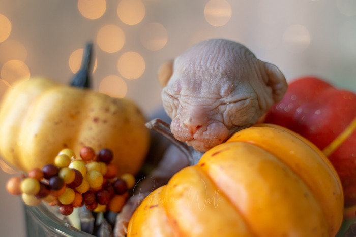 11. Which pumpkin is cuter?
