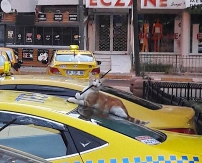 19. There's a new cab driver in town, and it looks like he has issues with the antenna.