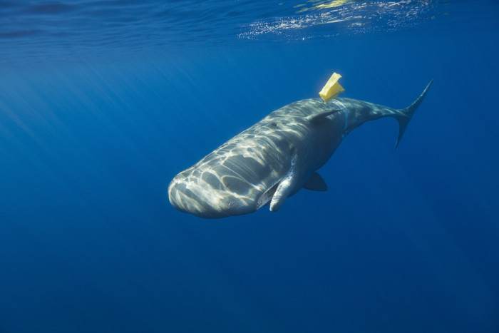 Close-up of plastic waste found near a stranded whale on shore.