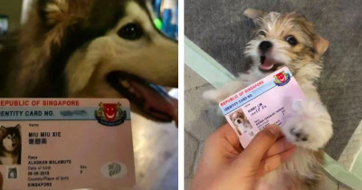 Singapore Gives Dogs Their Own ID Card & 'Running Licenses' and the Photos Are So Dang Adorable