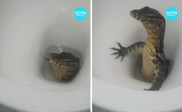 45. A 'Monitor Lizard' Coming Out From A Toilet Bowl In Thailand