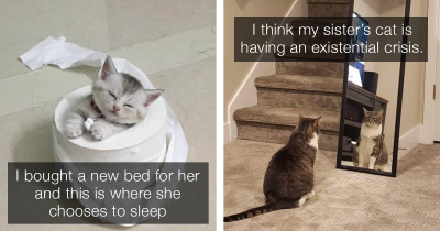 Adorable Cat Pictures That Will Cure Your Soul and Extend Your Lifespan... Probably