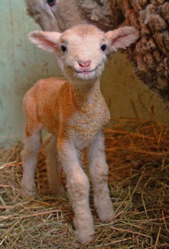 25. Baby Lamb Giving You A Smile