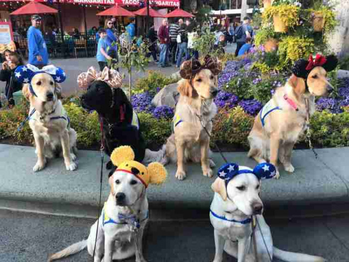 This group of service dogs in training recently visited Disneyland on a field trip.