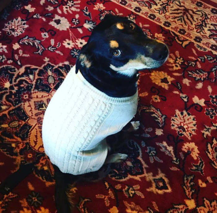 This Dog Faked Being Sick Just So His Owner Would Stay Home For The Day