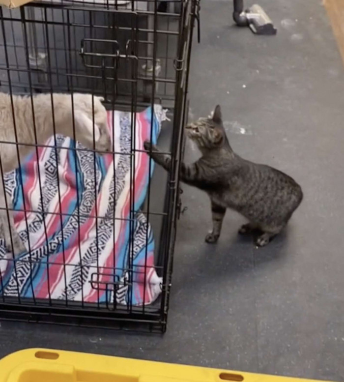 Bea's paws have something of a