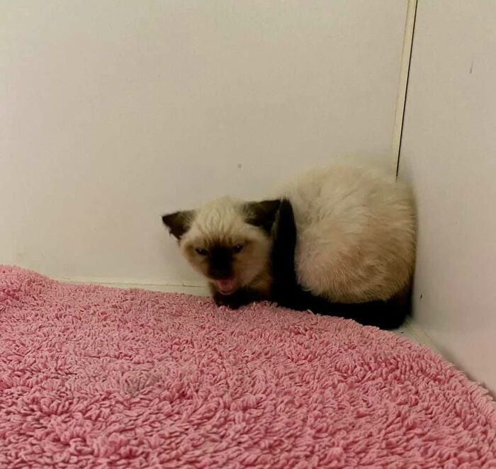 I volunteer with a non-profit shelter called Jelly's Place located in San Pablo, CA. Someone in the community found her abandoned and brought her in.