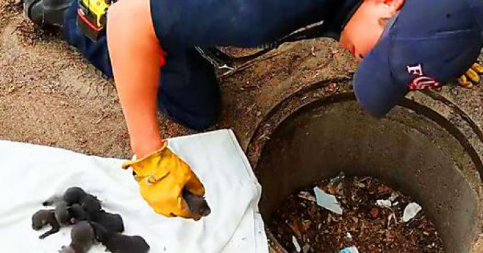 Close view of a dog bundled in winter gear, outdoor exposure warning