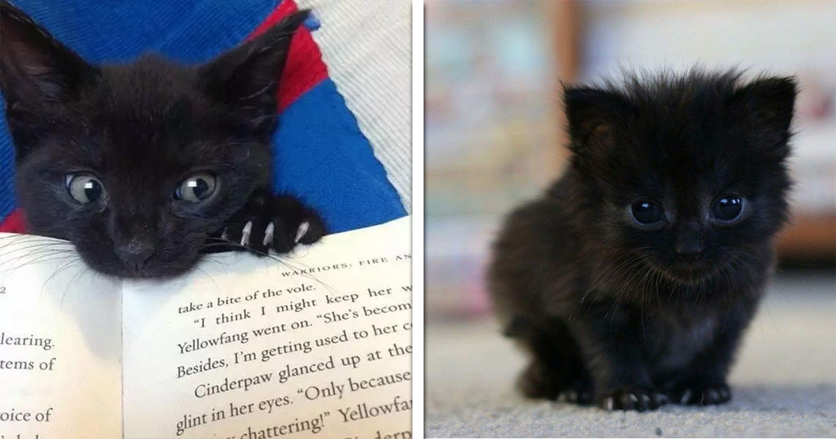 17 Reasons Why You Should Definitely Adopt a Black Cat
