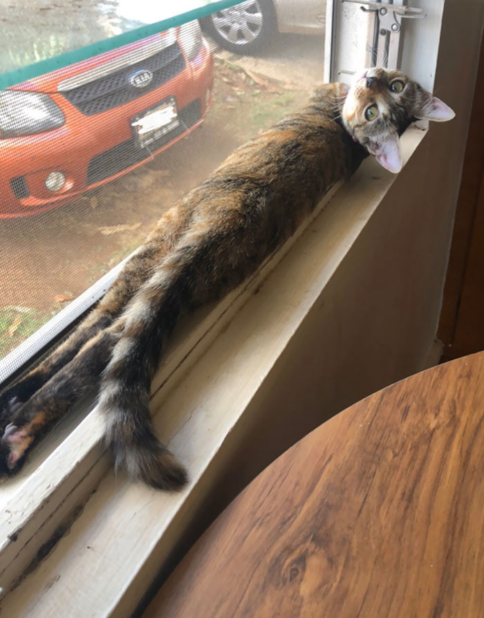 25. "Windowsill Sploot"