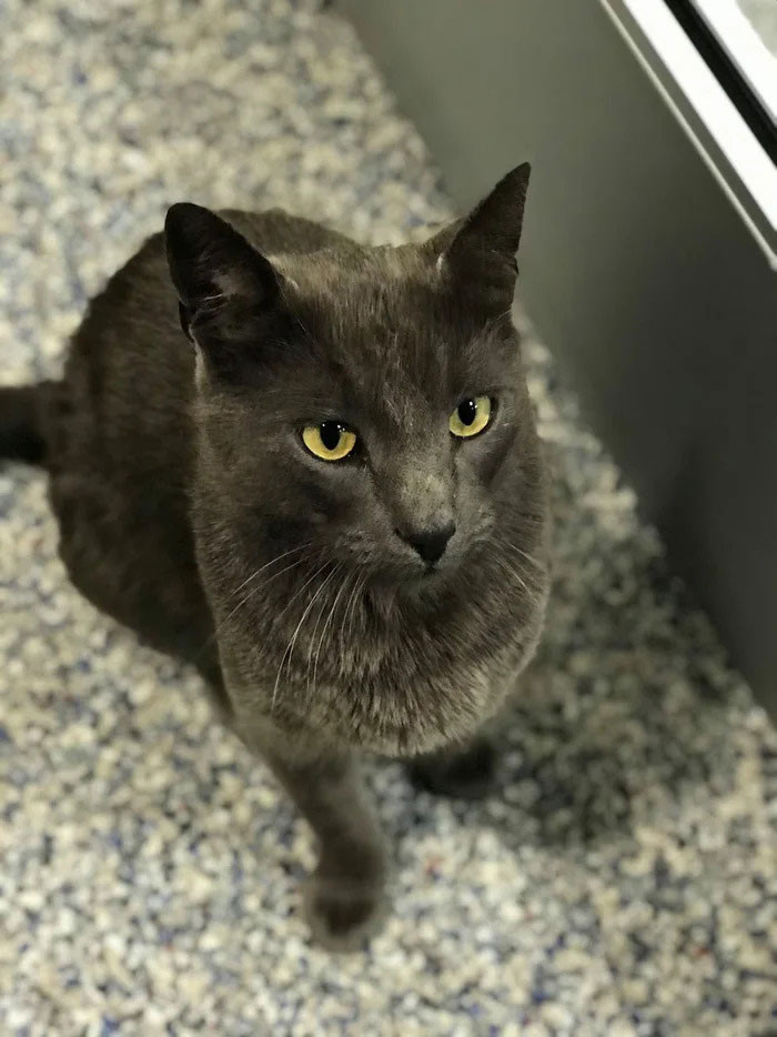 Just when Matthew had most likely lost hope, a kind lady named Kimberly noticed Ashes trying to get a stranger's attention. “He was trying to not put his feet down on the ground, it was so cold,” she said. Kimberly put Ashes in her car and took him to the animal rescue organization, Lollypop Farm.