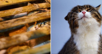 The World Celebrates As Chinese Officers Rescue 500 Cats From Certain Death