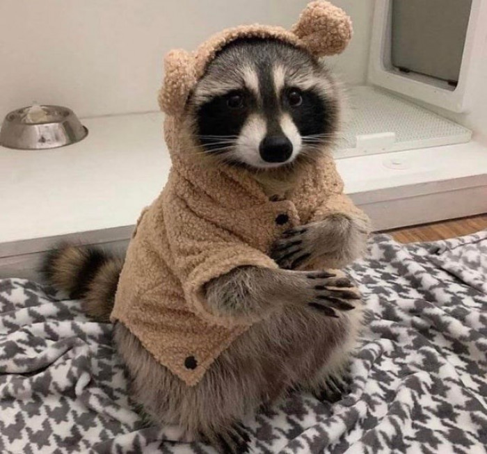 14. Raccoons are hands down cute, but they're even cuter when they're wearing a coat like this little guy.