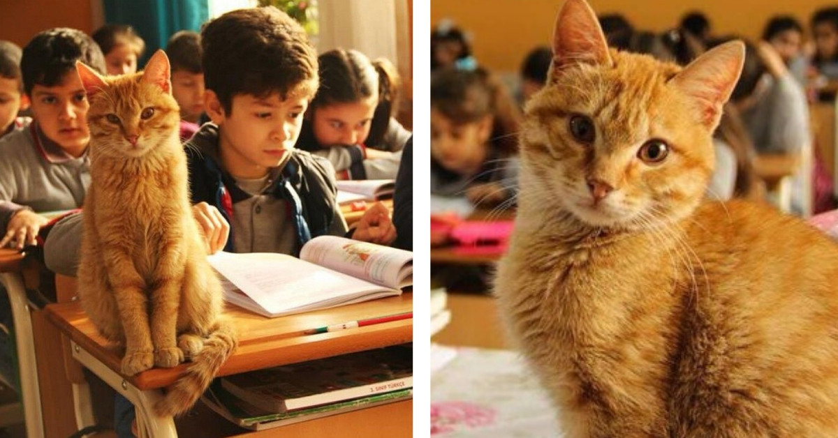 Stray Cat Wanders Into Classroom And Decides To Make It His Forever Home