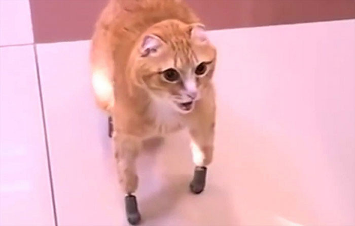 Russian cat Ryzhik wearing four prosthetic paws, sitting calmly indoors
