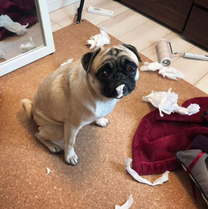 "It was the other human who stays here, not me."