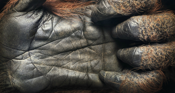 Orangutan hand.