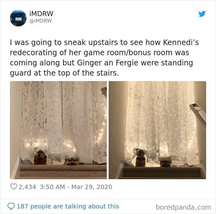 The pups kept watch!