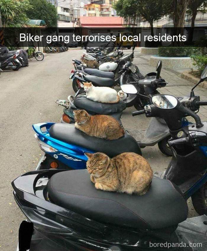 What a Terrifying Gang!