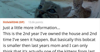 Man Sets Up Camera To Capture The Adorable Bobcat Kittens On His Roof
