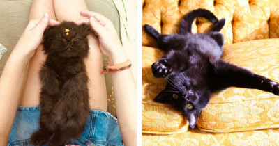 Undeniable Reasons You Should Adopt a Black Cat Right Meow