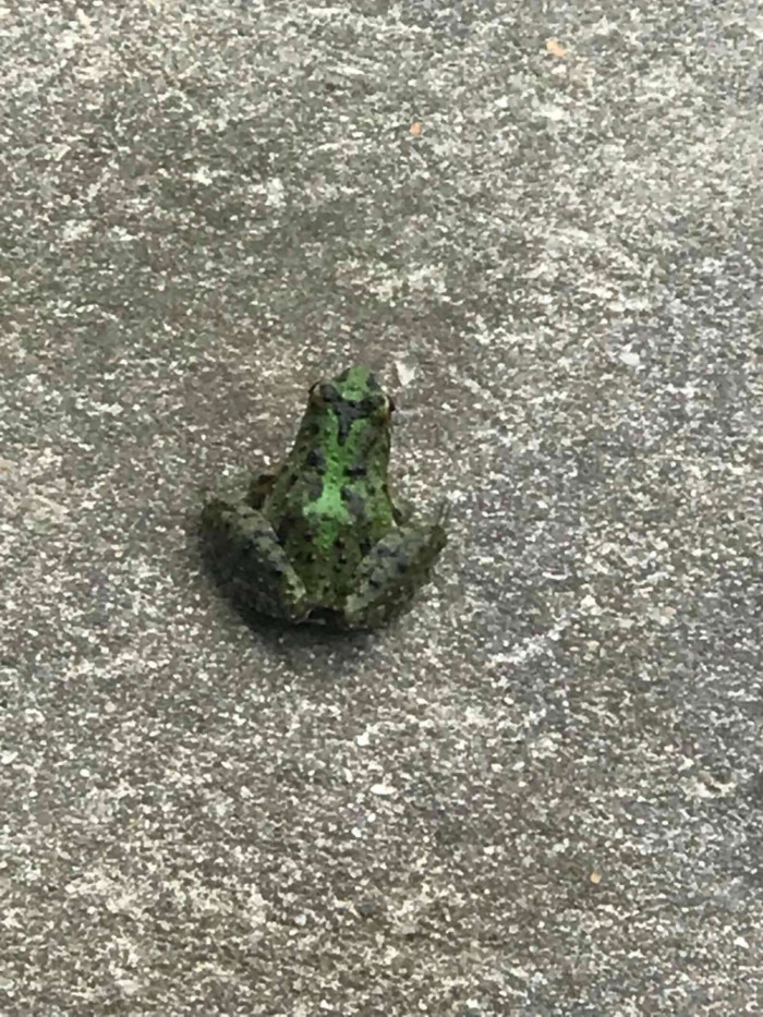 What made it unusual and what startled Phillips when the frog jumped at her was that it was perfectly camouflaged in the rocks and the leaves.