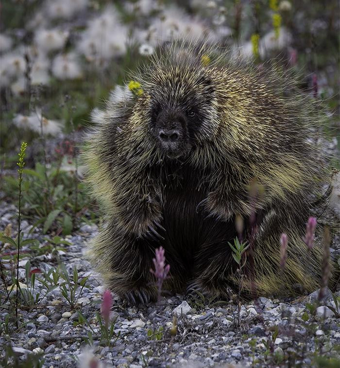 22. Don't be sexually engaged with a porcupine.