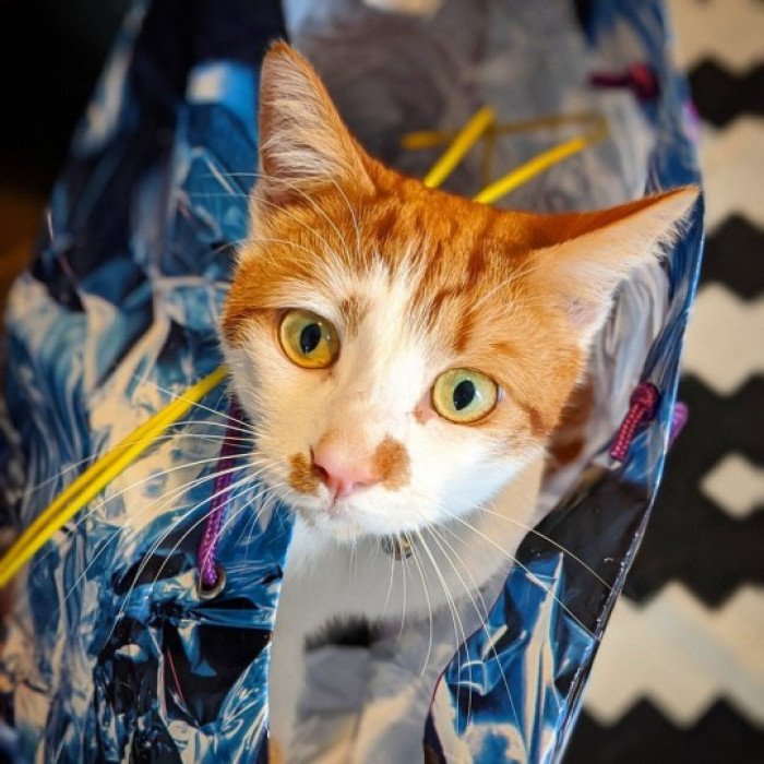 6. Meeker is going to just chill in this bag until this thing blows over