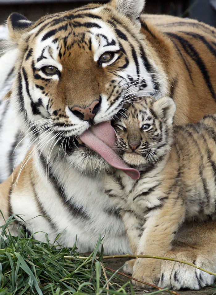 25. Mama and baby tiger