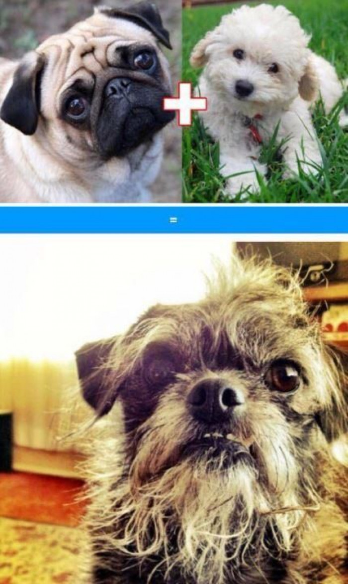 10. Poodle and a Pug