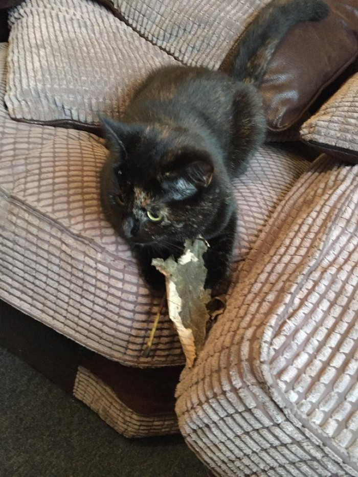 Cat brings a twig instead of a leaf, offering gift to owner.