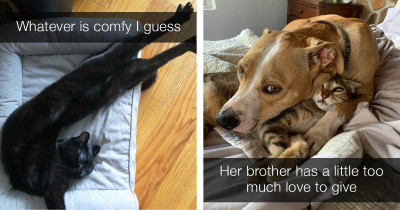 More Purrfectly Precious and Funny Cat Posts to Fill Your Cup