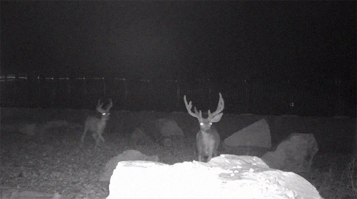 They won't end up as roadkill the next day