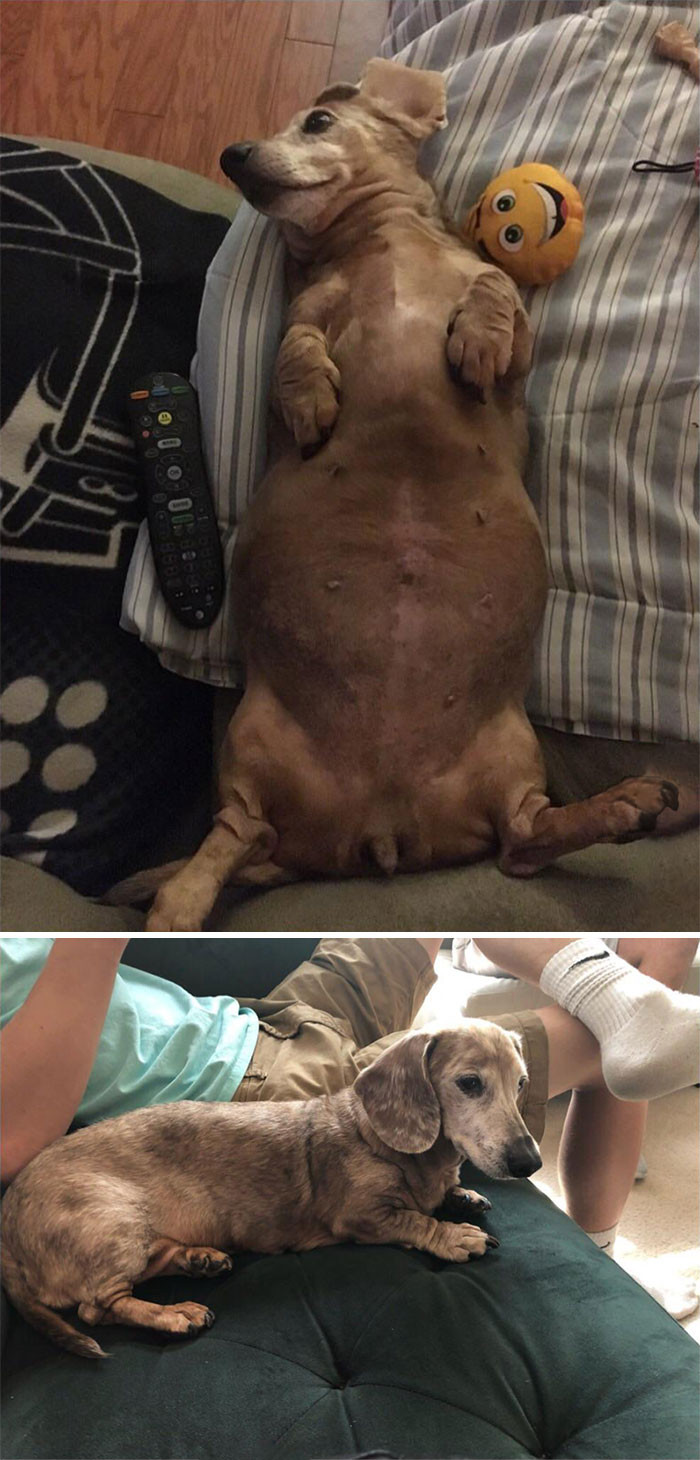 "Ruby Has Been Dechonkified For A While Now, But I Wanted To Share. She Went From 24.2 lbs To 15 lbs. She’s Still Obsessed With Food, But I’ll Never Let Her Get Fat Again."