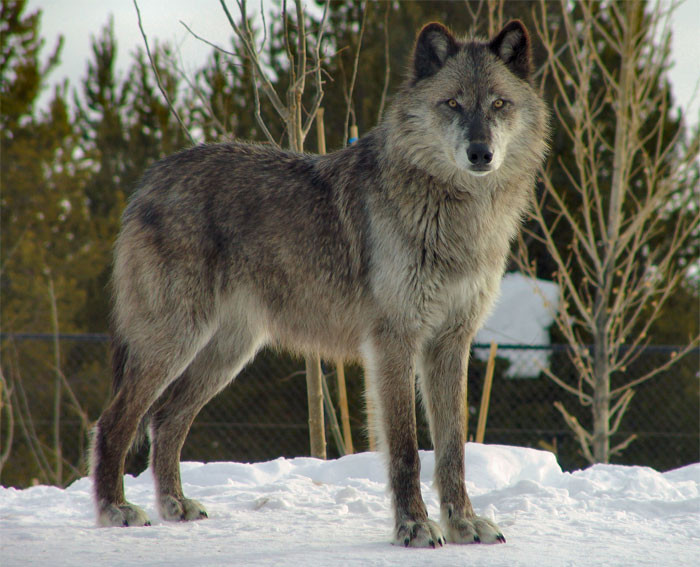 3. Wolves aren't as uncommon as you'd think. 