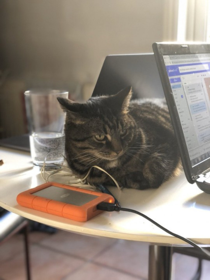 Quita and Phil Collins the cat, Henrik, sleeping on the job