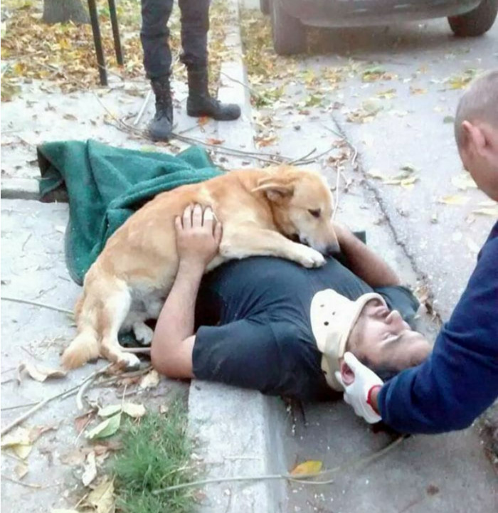 13. This man lost consciousness after falling down, and the dog refused to let go of him.