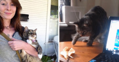 Cats Caught Suddenly Off Guard Have Hilarious Reactions