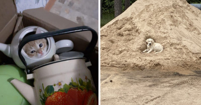 11 Absolutely Adorable Pictures Of Peoples Pets To Make Your Day