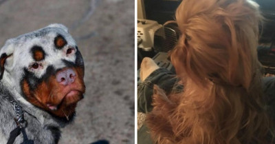 23 Dogs With An Uncanny Resemblance To Celebrities