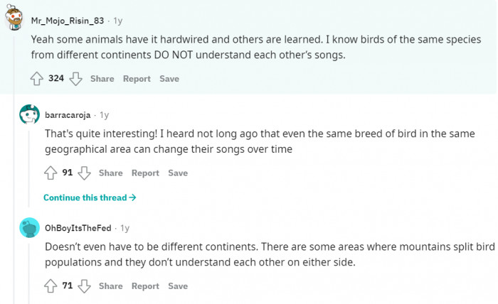 Cat and bird comparison.