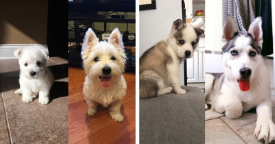 40+ Precious Pictures Showing Puppies Seamlessly Transforming Into Adorable Dogs