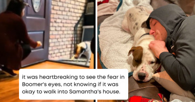 This Poor Little Dog Has Finally Found A Home, But He Can't Seem To Walk Through The Front Door