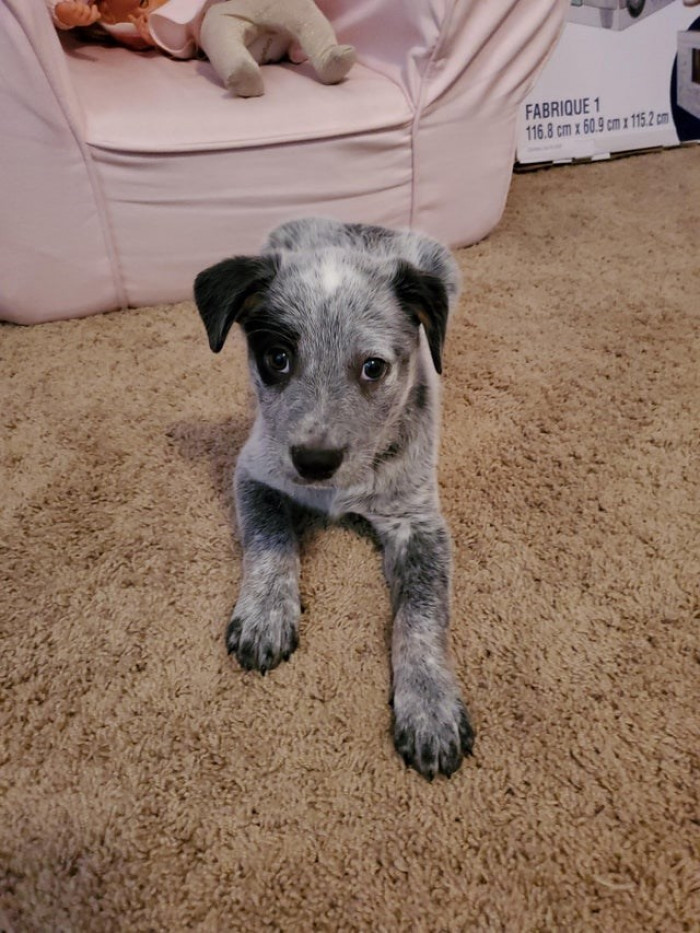 18. Here's Cap, and he's adorable