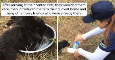 Rescued Puppy Led Rescuers to Follow Him So They Could Also Save His Friends