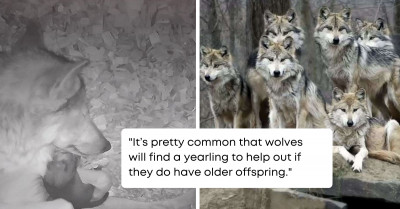 A Tale of Mama Wolf Lulling Her Finicky Pup to Sleep Was Caught on Camera and Stole Everyone's Hearts