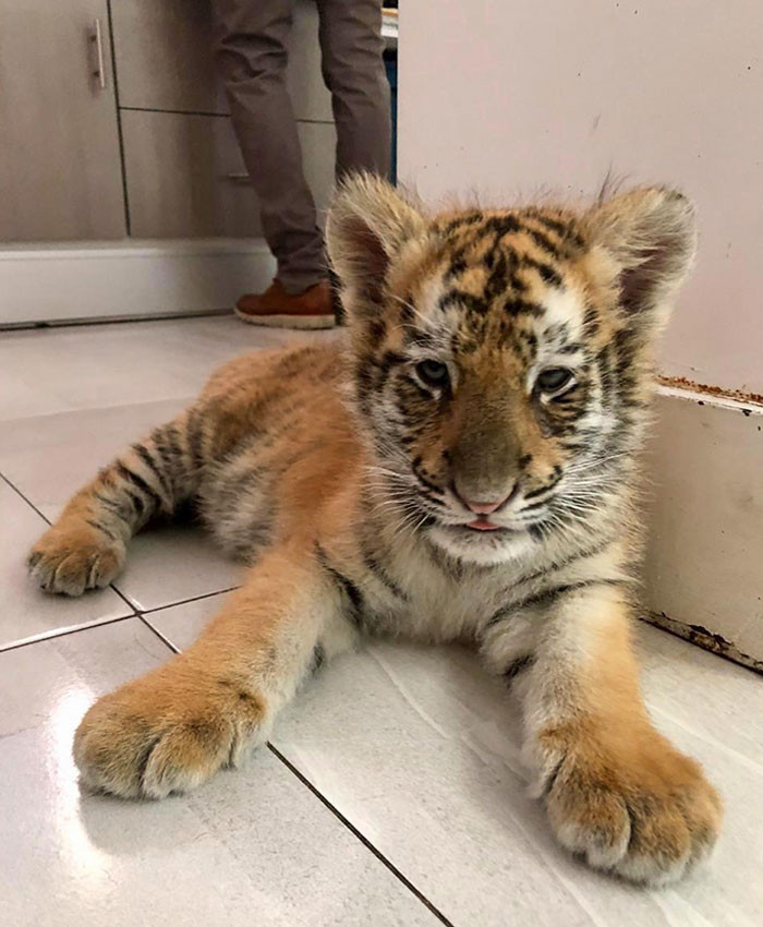 This cub found his way in an OP’s veterinary clinic