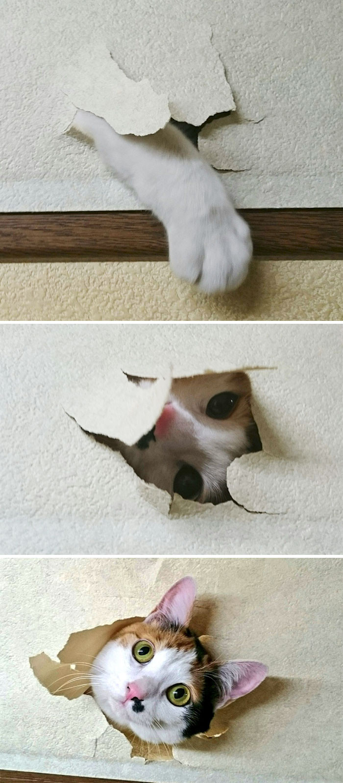 Kitty gets what kitty wants.