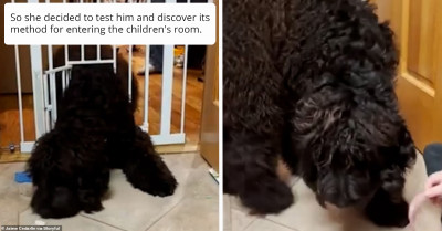50-Pound Dog Has Found A Hilarious Way To Enter The Children's Room Despite The Baby Gate Being In The Way