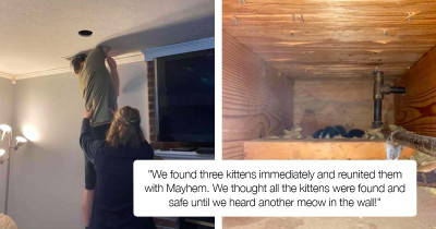 Foster Cat Chose The Most Awkward Place To Give Birth To Her Kittens